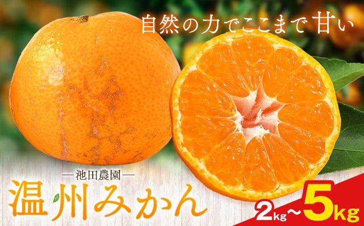 温州みかん 選べる内容量 2kg 3kg 5kg 池田農園[11月上旬-12月末頃出荷]熊本県 玉名郡 玉東町 みかん ミカン 柑橘 フルーツ 果物 自然栽培 栽培期間中農薬・肥料不使用---gkt_ikd_7_2kg---