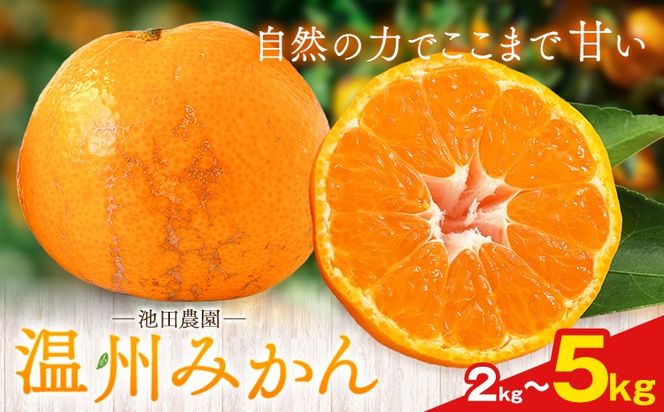 温州みかん 選べる内容量 2kg 3kg 5kg 池田農園《11月上旬-12月末頃出荷》熊本県 玉名郡 玉東町 みかん ミカン 柑橘 フルーツ 果物 自然栽培 栽培期間中農薬・肥料不使用---gkt_ikd_7_2kg---