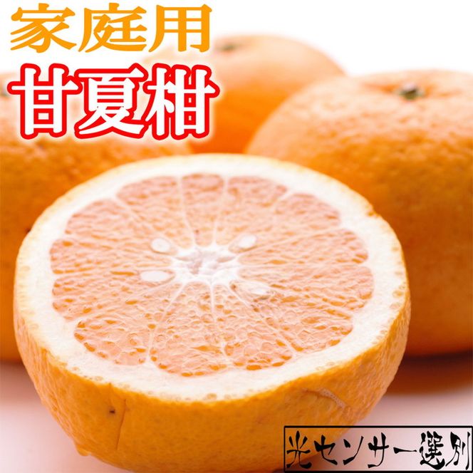 ＜4月より発送＞家庭用 甘夏柑10kg+250g（傷み補償分）◇【初夏のみかん・旬の果物】【有田産】【光センサー食べ頃出荷】【わけあり・訳あり】