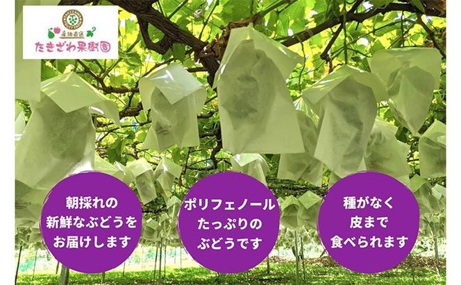 ナガノパープル 約1kg以上 2房 たきざわ果樹園 ぶどう 長野 マスカット ブドウ フルーツ 果物 【 果物類 】 