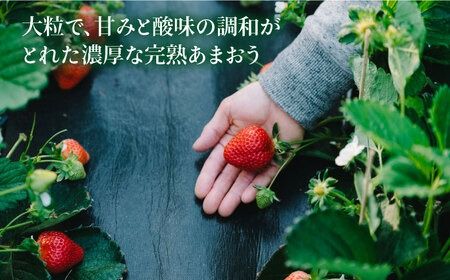 【先行受付】完熟あまおう 270g × 2パック【2026年1月より順次発送】 糸島市 / slowberry strawberry [APJ002] いちご イチゴ 苺 あまおう フルーツ 果物 フルーツ 福岡 人気 おすすめ