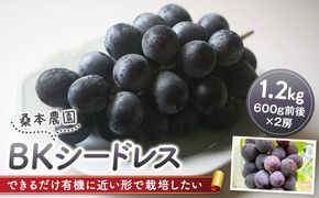 「できるだけ有機に近い形で栽培したい」 桑本農園のBKシードレス　1.2kg（600g前後×2房） 322032_EL002