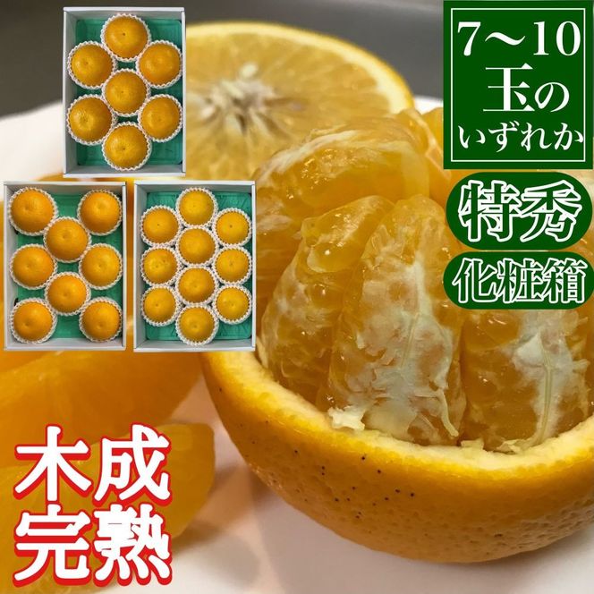 定期便 春に楽しむ ハウス せとか ＆ 木成 完熟 有田 はっさく 特秀 セット 全2回 南泰園 BS210