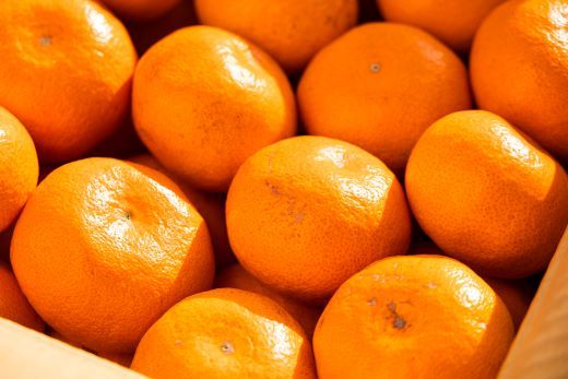 みかん 定期便 4回 土佐乃かなやの家庭用みかん10kg(Lサイズ)×4回 合計40kg - 定期便 数量 国産 早生みかん 極早生みかん グリーンみかん 蜜柑 ミカン 柑橘 果物 Wbe-0124