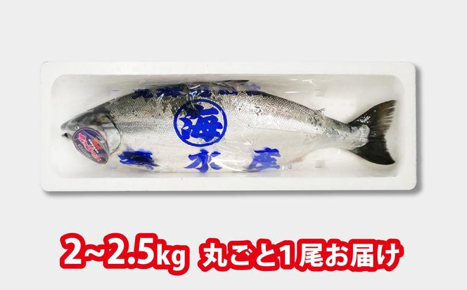 ＜2026年5月から順次発送＞ 北海道産 サクラマス 2～2.5kg まるごと 1尾 ＜予約商品＞ 