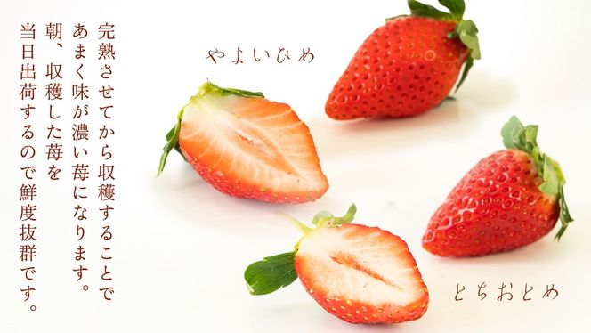 完熟 やよいひめ ・ とちおとめ 食べ比べ 2パック 先行予約 大粒 イチゴ 苺 いちご フルーツ 果物 [AF060ci]
