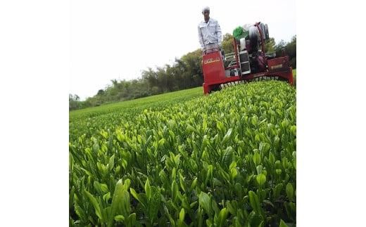 村上茶　メリッサハーブティーペットボトル24本入り 1005007