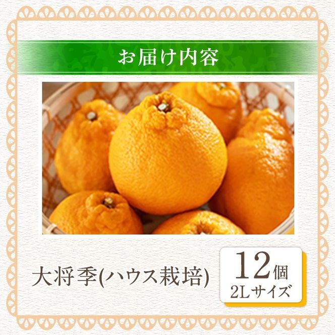 ＜先行予約受付中！2026年1月中旬以降順次発送予定＞数量限定！大将季 (12個・2Lサイズ) 柑橘 フルーツ 果物 国産 みかん 期間限定 不知火 しらぬい シラヌイ ミカン 【株式会社イロドリ】【akn069-08】