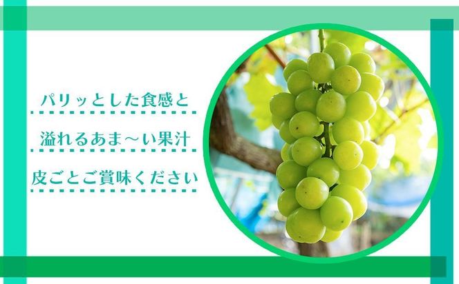 シャインマスカット 約1kg  (2房～3房) 有田巨峰村 【朝採 新鮮】 ■2025年発送■※8月中旬頃から9月下旬頃まで順次発送予定 BZ116