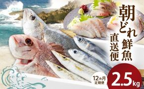 【12ヶ月定期便】大和海商の朝どれ鮮魚直送定期便　2.5kg N072-YG0186