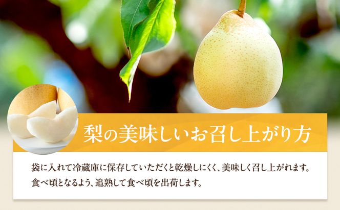 梨 2026年 先行予約 鴨梨（ヤーリー）3～6玉 合計約2kg 贈答箱【11月下旬～12月中旬頃発送】 ナシ なし 岡山県産 国産 フルーツ 果物 ギフト 石原果樹園