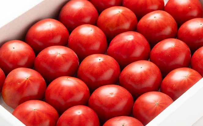 【2回定期便】夜須のフルーツトマト 約2kg 【旅サラダに取り上げられました！】 高知県 夜須のフルーツトマト 高糖度 人気 ランキング 高知 甘い 夜須 高品質 - フルーツトマト トマト 贈り物 ご褒美 野菜 おかず サラダ Wyu-0026