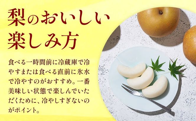おまかせ梨 秀品 選べる内容量 約1.8kg 約5kg 約10kg 日本フルーツ《8月上旬-10月上旬頃出荷》熊本県 長洲町 なし 梨 果物 フルーツ デザート ギフト ご贈答 ---sn_cnfomn_ad810_r8_10000_1800g---