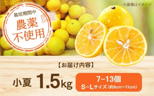 自然栽培小夏 1.5kg / 柑橘 自然 無農薬 土佐市 【有限会社四万十くじら】 [BQBR014]
