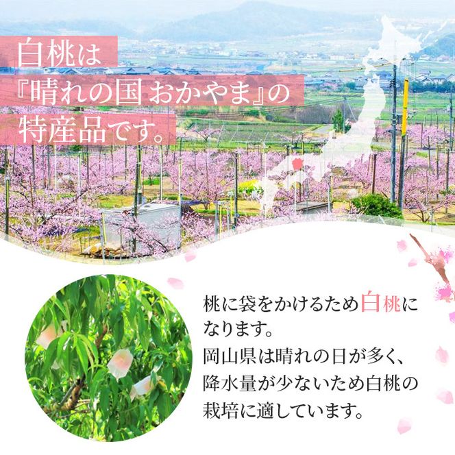 桃 2026年 先行予約 岡山 白桃 ロイヤル 約4kg 8～15玉入り もも モモ 岡山県産 国産 フルーツ 果物 ギフト 橋田商店