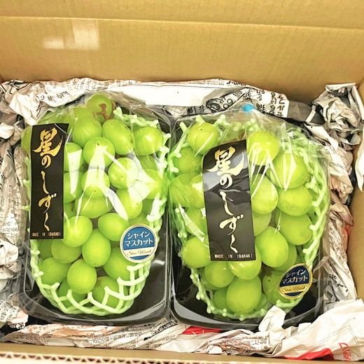 茨城県常総市産 シャインマスカット 約3kg｜ぶどう ブドウ 葡萄 果物 フルーツ 贈り物 ※2026年8月中旬～9月中旬頃に順次発送予定