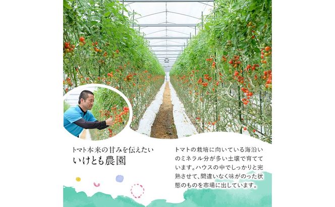 訳あり 規格外 数量限定 門川町産 ミニトマト(計2kg)  訳あり 規格外 数量限定 門川町産 ミニトマト 期間限定 生活応援 とまと 野菜 ミックス 生 旬野菜 冷蔵 【いけとも農園】【X-9】