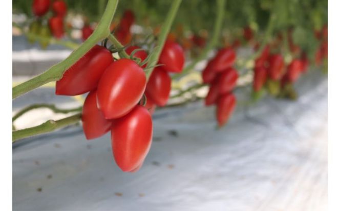 3種類のフレッシュなトマトの味わいが楽しめる　野崎農園　トマトジュースバラエティーセット　180ml×3種類×2本 果汁飲料 野菜飲料 