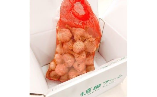 植田ファームの自然乾燥平戸にんにく700g 〈2026年6月10日～2026年10月31日〉700グラム ニンニク ガーリック おつまみ お酒 料理 醤油漬け ガーリックオイル ペペロンチーノ パスタ スパゲッティ 高知県 土佐市【株式会社植田ファーム】[BQAT004]