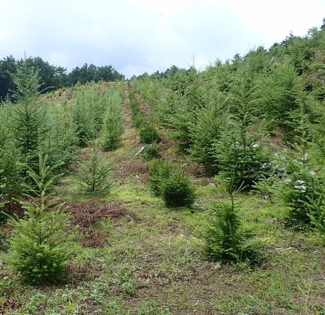 富士山の森づくり植樹代行(1本) FFA001-a