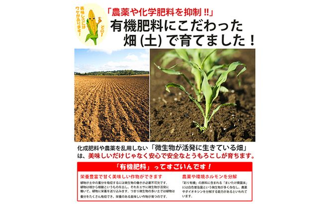 【2026年夏発送】とうもろこし ピュアホワイト 10本 L～2Lサイズ 富良野産 生で食べられる