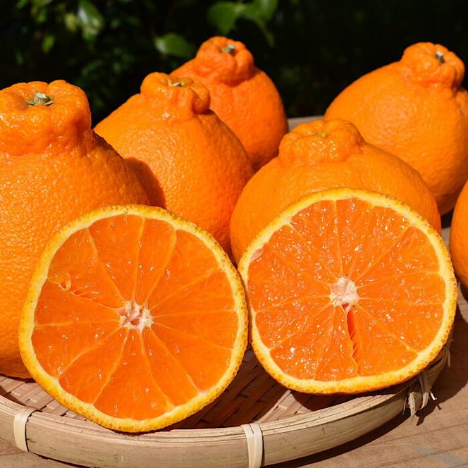 ZE6110n_有田の不知火(しらぬひ)　6玉 （L～2Lサイズ）まごころ手選別