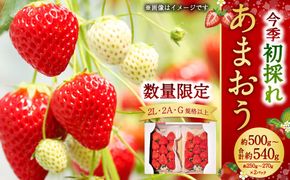 今季初採れあまおう2パック 約500-540g 【数量限定】  いちご 苺 あまおう 果物 くだもの フルーツ 肉厚 ジューシー 初採れ 福岡県産 【2024年12月上旬～2025年1月下旬発送予定】