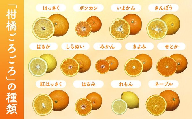 旬の柑橘食べ比べ 柑橘ごろごろ 3種 箱込 2.5kg(内容量 2.3kg) 秀品 優品 混合 和歌山県産 産地直送 【おまけ付き】【みかんの会】 AX150