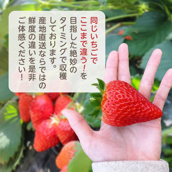 いちご 2パック 兵庫県 加西市 果物類 苺 イチゴ 果物詰合せ フルーツ