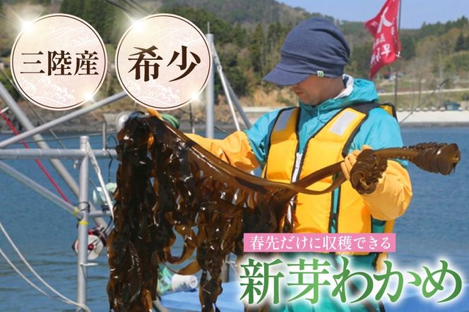 【漁師さんからのおすそわけ】新芽わかめ 300g(約100g×3袋) [かわむら家 宮城県 気仙沼市 20564375] わかめ ワカメ 若芽 海藻 国産 三陸 味噌汁 小分け 三陸わかめ