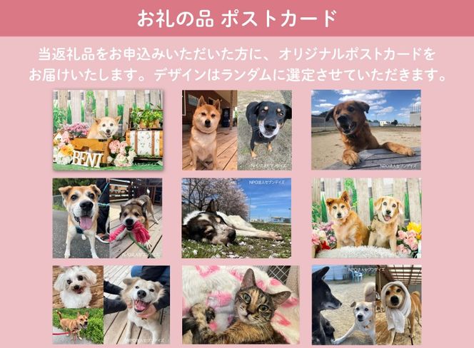 犬猫保護活動への支援 5000円 [NPO法人セブンデイズ 福岡県 筑紫野市 21761489] 保護 動物 犬 猫 犬猫 保護犬 支援 応援 イヌ ネコ いぬ ねこ ペット動物愛護 愛護 保護活動