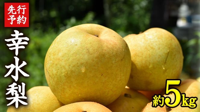 ≪先行予約≫ 茨城県産 梨 幸水 （約 5kg） 【 2026年 8月下旬頃より発送開始 】 梨 なし 果物 フルーツ 新鮮 旬 期間限定 甘い 国産 [CK001us]