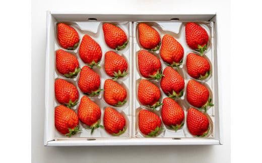 330.希少いちご『とっておき』　※2026年1月中旬頃～2026年3月下旬頃に順次発送予定 313726_AZ005