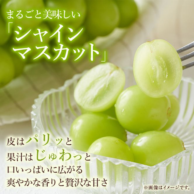 2026年 早期受付 ぶどう 訳あり シャインマスカット 2kg以上(3～5房) 数量限定 岡山県 高梁市産