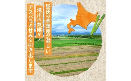 【2026年発送先行受付】北海道産グリーンアスパラ Lサイズ 1kg(500gx2袋) 産地直送 | 野菜 旬 とれたて お取り寄せ 小分け 保存 北海道 滝川市
