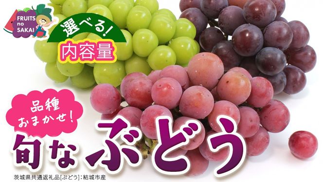 ＼選べる 内容量／ 旬なぶどう 品種おまかせ 約1.3kg(約2房) / 約2kg(約4房) / 約5kg(約8～12房) 単品【2026年8月より発送開始】（茨城県共通返礼品 [ぶどう]：結城市産） ぶどう 旬 おまかせ 詰め合わせ フルーツ 果物 巨峰 ピオーネ シャインマスカット ナガノパープル 我が道 ゴルビー