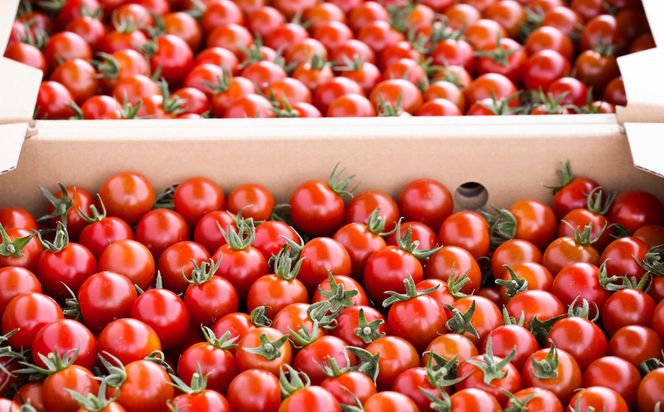 【甘みと酸味のバランス、旨みが絶妙な代表作】完熟収穫ミニトマト 約3kg トマト 甘い 野菜 旬 サラダ