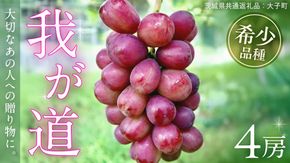 我が道 ４房【2026年9月上旬発送開始】(茨城県共通返礼品：大子町) シャインマスカット ウインク 葡萄 ブドウ ぶどう 果物 フルーツ 希少 新品種