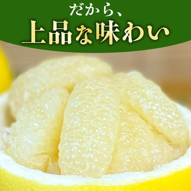 【先行予約】訳あり 温室土佐文旦 家庭用 5kg (8～12玉）〈2026年12月上旬から発送〉/文旦 ぶんたん ブンタン 土佐文旦 ハウス栽培 甘い 柑橘 フルーツ 果物 ご当地 産地直送 お取り寄せ【土佐文旦の藤岡】 [BQBJ005]