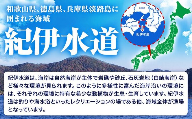 白井渡船回数券 利用券11枚組 白井渡船《30日以内に出荷予定(土日祝除く)》和歌山県 日高町 紀伊水道 田杭港沖 回数券 レジャー 釣り 乗船---iwsh_strk_90d_22_134000_11p---