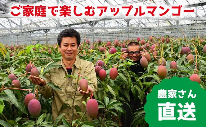【2027年発送 先行予約】金武町のアップルマンゴー 贈答用 2kg以上（4～6玉）