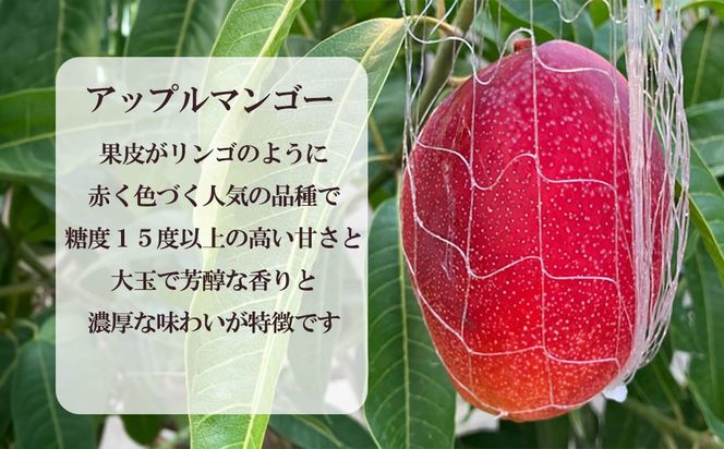 【フルーツ王国やまなし】アップルマンゴー ２個（７００ｇ～１ｋｇ）　フルーツ 果物 くだもの マンゴー 山梨 やまなし 富士川町