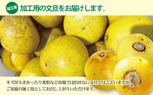 【先行予約】【訳あり】土佐文旦 加工用（M～5L混合）約10kg〈2027年2月中旬〜発送〉/ 文旦 10キロ 約16～30玉 ぶんたん ブンタン 柑橘 果物 フルーツ【株式会社とさもん】