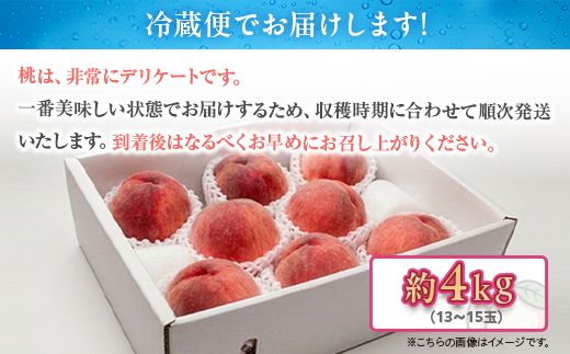 白桃 約4kg（13～15玉）和歌山県産 厳選 化粧箱入り ｜ 白鳳・清水白桃・川中島・もも・はくとう【化粧箱入り】 ※北海道・沖縄・離島への配送不可 ※2026年7月上旬～7月下旬頃に順次発送予定