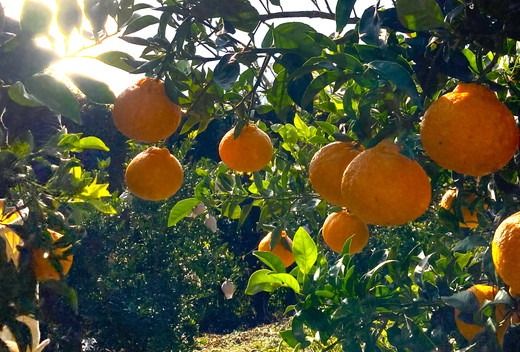 【先行予約】【お試し！】Saito Orange Farmの不知火2kg ｜ 柑橘 みかん ミカン フルーツ 果物 でこぽん デコポンと同品種 愛媛　※離島への配送不可　※2025年3月中旬頃より順次発送予定