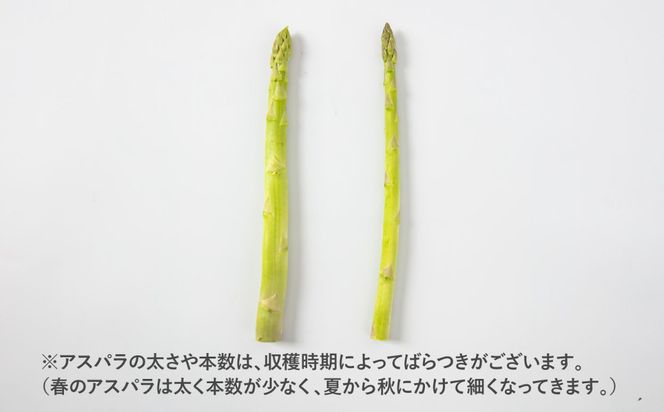 採れたてを直送！糸島野菜 アスパラガス 1kg (M-Lサイズ) 糸島市 / しろファーム 野菜 アスパラ[AHQ001]