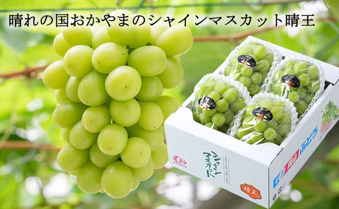 ぶどう 2026 先行予約 ご家庭用 シャイン マスカット 晴王 3～6房 約2kg ブドウ 葡萄 岡山県産 国産 フルーツ 果物 