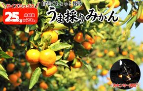 みかん うま採り 箱込約 2.5kg（内容量2.3kg） 光センサー選別 みかんの会厳選 サイズミックス 和歌山県産 産地直送 【みかんの会】［2025年11月中旬より2026年1月中旬頃順次出荷予定］  AX423