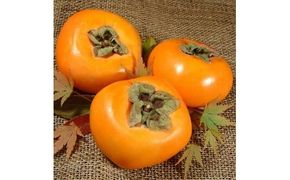 和歌山の 種なし 柿 約7.5kg【秀品：サイズ・品種おまかせ】和歌山県産/紀伊国屋文左衛門本舗　※2025年9月下旬～2025年11月下旬頃に順次発送予定(お届け日指定不可)【kztb801B】