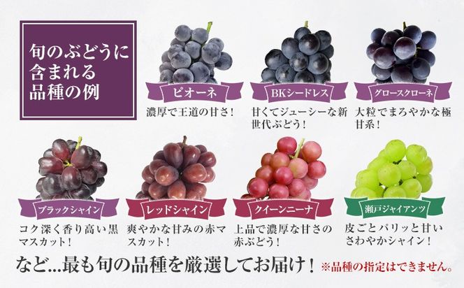 〈プラスワン企画実施中〉 シャインマスカット マスカット1房・旬の品種2房＋1 Orchard M《8月中旬-10月上旬頃出荷》熊本県 長洲町 シャインマスカット ぶどう マスカット 果物 フルーツ スイーツ デザート---sn_coms1b2_g810_r8_19000_2kg---